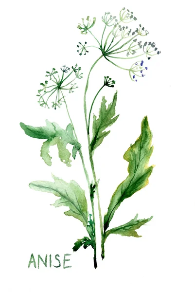 Watercolor illustration of Anise — Stock Photo, Image