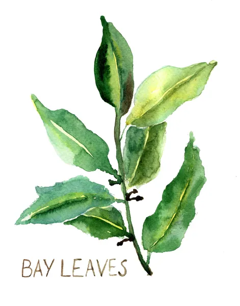 Bay leaves — Stock Photo, Image