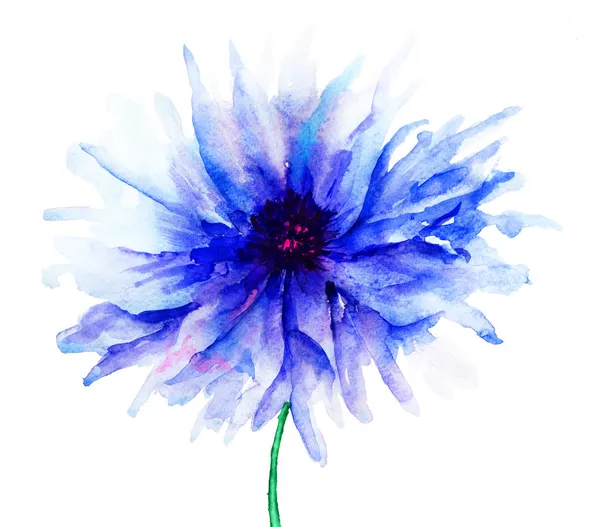 Blue Colored Cornflowers — Stock Photo, Image