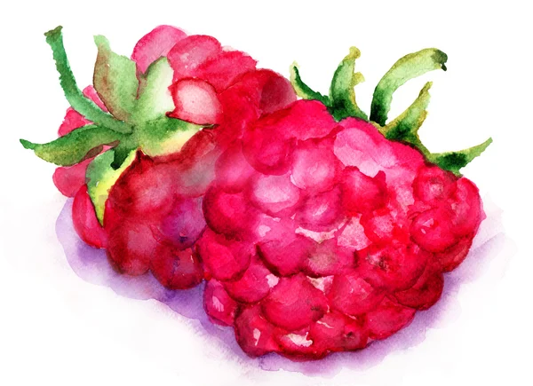 Raspberry vruchten — Stockfoto