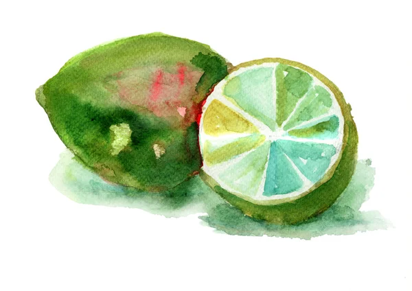Ilustração aquarela de Limes — Fotografia de Stock