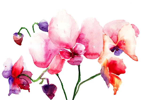 Blüten rosa Orchideen — Stockfoto