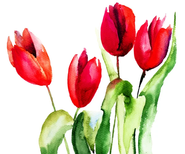 Tulipani Fiori — Foto Stock