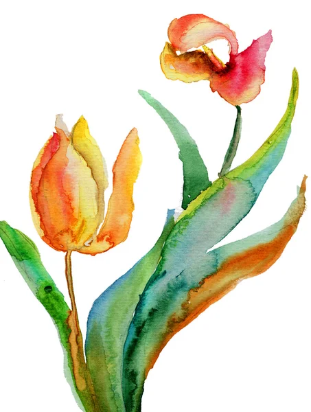 Tulips flowers — Stock Photo, Image