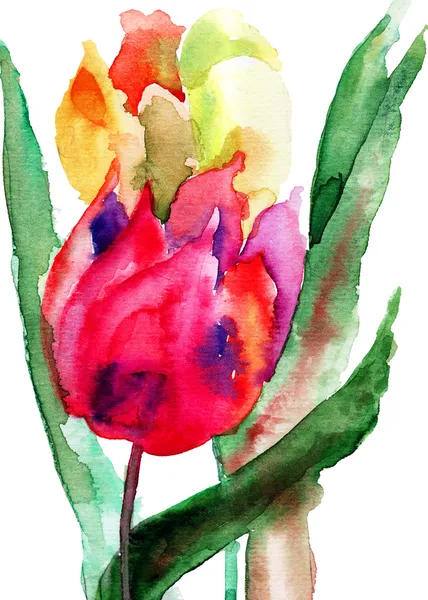 Tulips flowers Stock Image