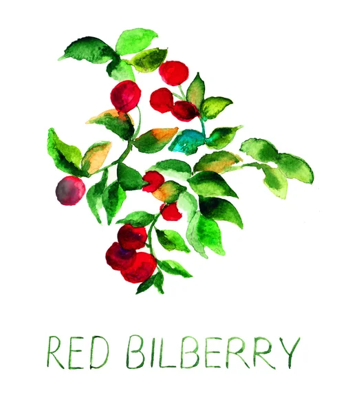 Red bilberry — Stock Photo, Image