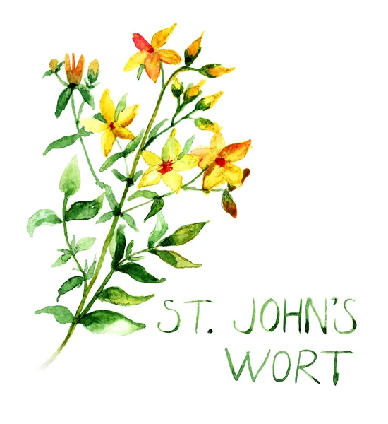 Közös St John's Wort vadon élő növény Hypericum perforatum — Stock Fotó