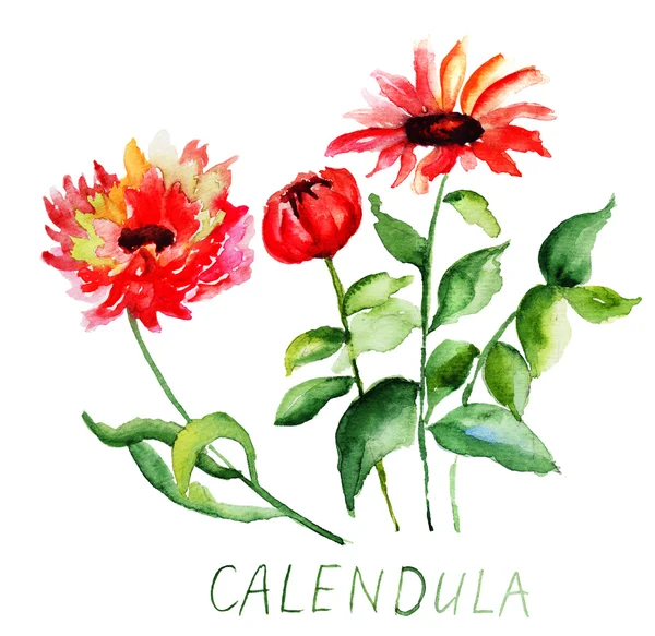 Цветы календулы — стоковое фото