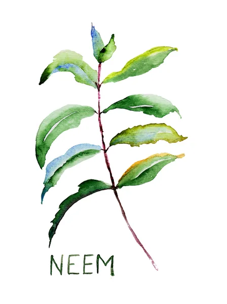Liści neem — Zdjęcie stockowe