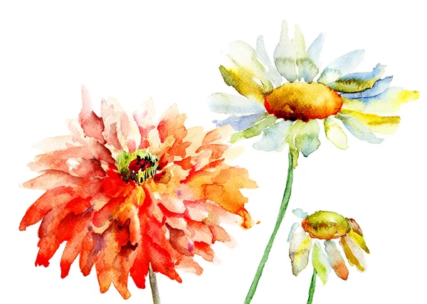 Flori decorative frumoase — Fotografie, imagine de stoc