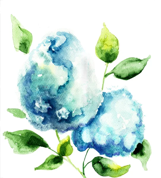 Hermosas flores azules Hydrangea —  Fotos de Stock