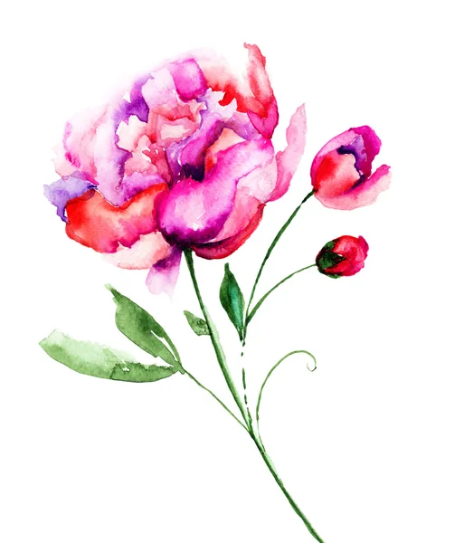 Bellissimo fiore di peonia — Foto Stock