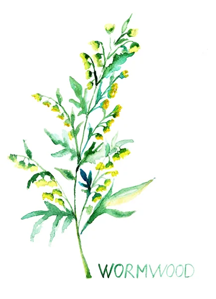 Ajenjo común (Artemisia absinthium ) — Foto de Stock