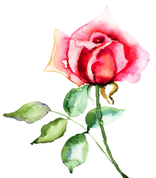 Flor de rosa vermelha — Fotografia de Stock