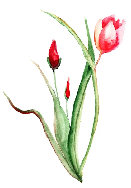 Tulipanes Flores — Foto de Stock