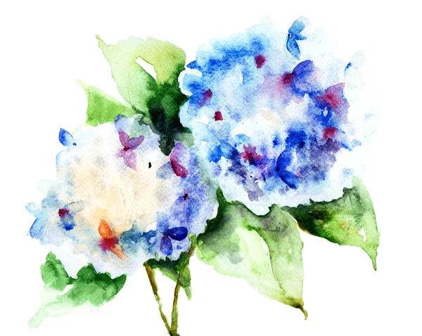 Schöne Hortensien blaue Blüten — Stockfoto