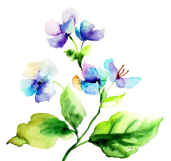 Красивый синий цветок — стоковое фото