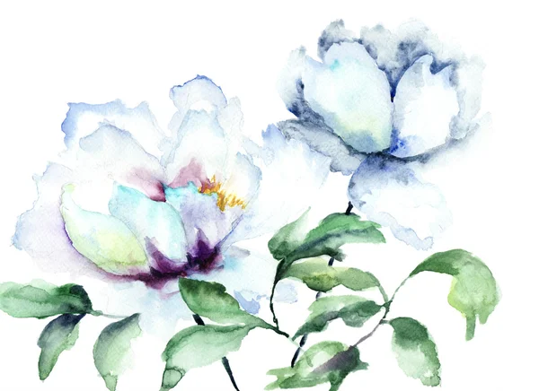 Beautiful Peonies flowers — Zdjęcie stockowe