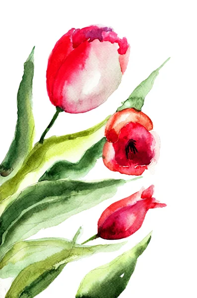 Szép tulipán virágok — Stock Fotó