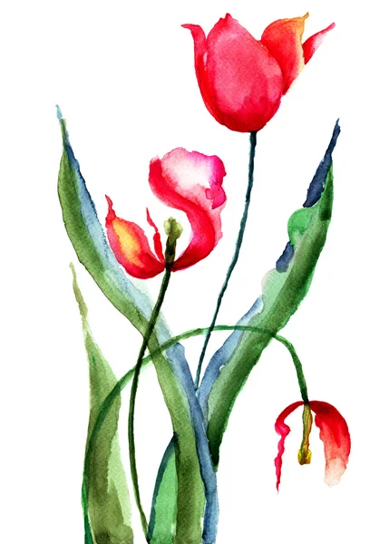 Tulipani Fiori — Foto Stock