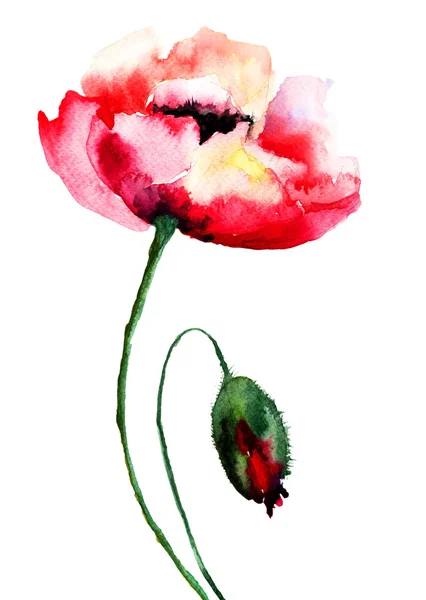 Poppy flowers — Stock Photo, Image