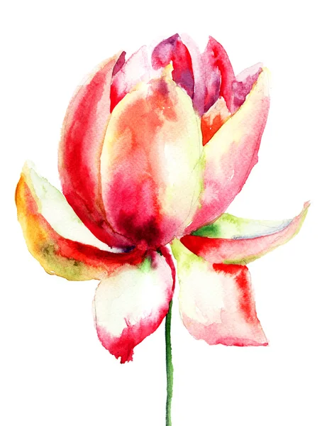 Magnolia, akvarell illusztráció — Stock Fotó