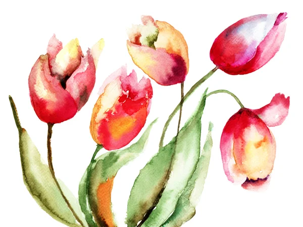 Tulpen Bloemen — Stockfoto