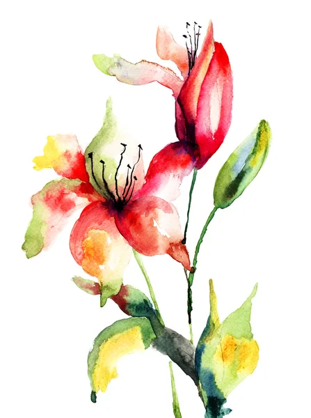 Oryginalny kwiat lilii — Zdjęcie stockowe