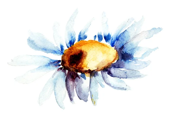 Bud of Camomile flower — Stock Photo, Image
