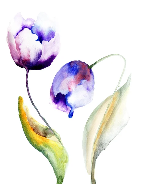 Květiny tulipány modré — Stock fotografie