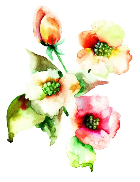 Kolorowe letnie kwiaty — Zdjęcie stockowe