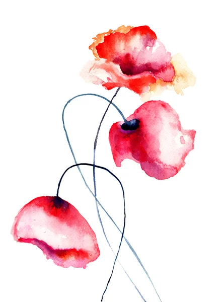 Coloridas flores de amapola — Foto de Stock