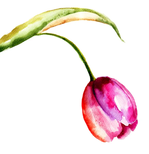 Цветок тюльпана — стоковое фото