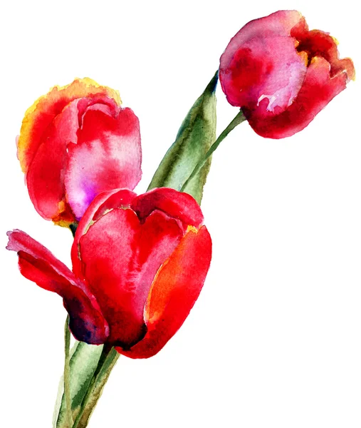 Tres flores de tulipanes — Foto de Stock