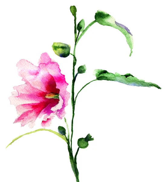 Illustration fleurs Ipomea — Photo