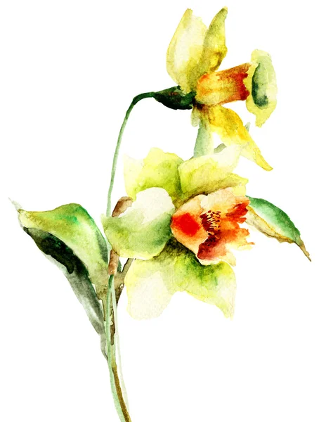 Watercolor illustration of Narcissus flowers — Stock Photo, Image