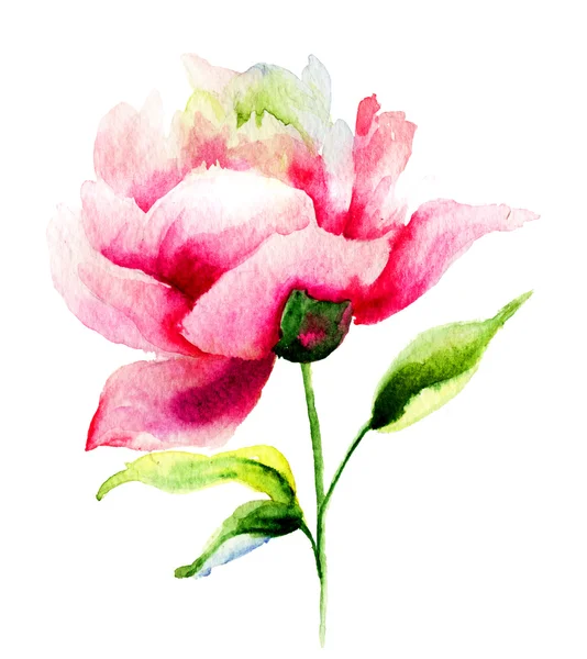 Bellissimo fiore di peonia — Foto Stock