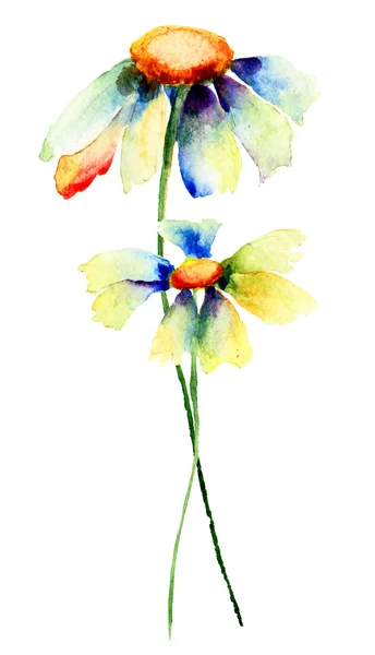 Nyári Kamilla virág — Stock Fotó