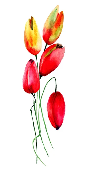 Röda tulpaner blommor — Stockfoto