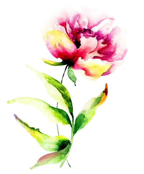 Vacker pion blomma — Stockfoto