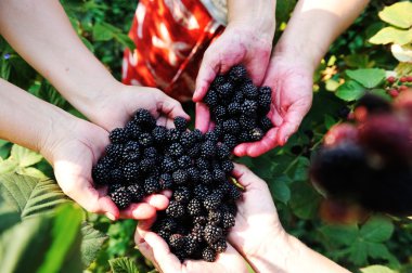 blackberry hasat toplama