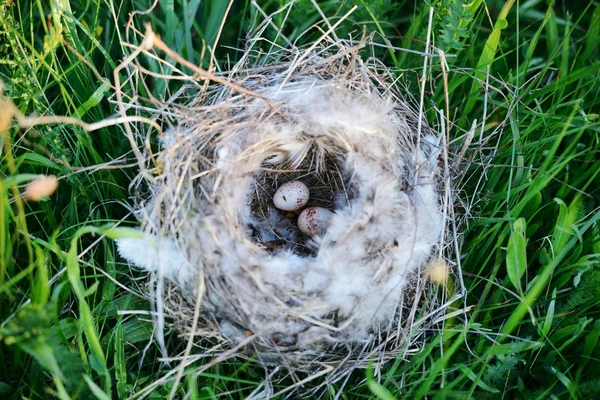 Vogelnest met eieren — Stockfoto