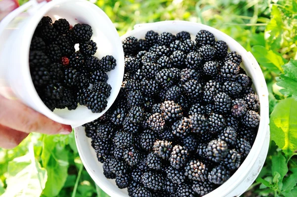 Blackberry harvest collecting — Stock Photo, Image