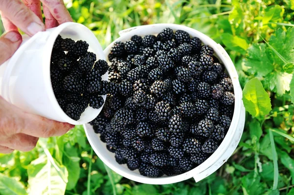 Blackberry harvest collecting — Stock Photo, Image