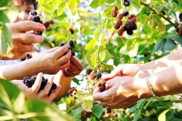 Blackberry harvest collecting — Stock Photo, Image