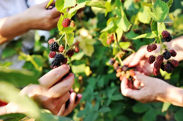 Blackberry harvest collecting — Stock Photo, Image