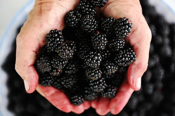 Blackberry harvest collecting — Stock Photo, Image