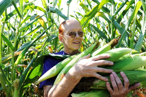 Mulher camponesa coletando espigas de milho no campo — Fotografia de Stock