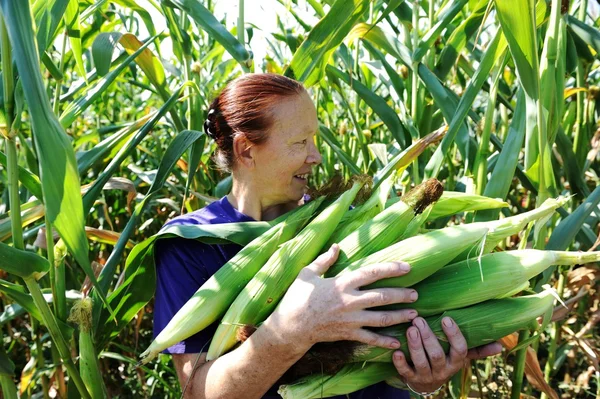 Mulher camponesa coletando espigas de milho no campo — Fotografia de Stock