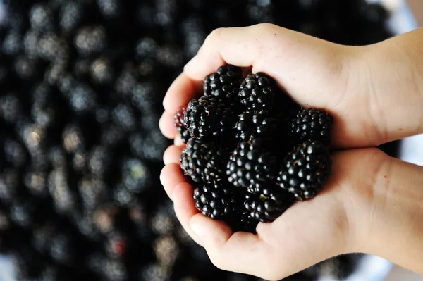 Blackberry hasat toplama Stok Resim